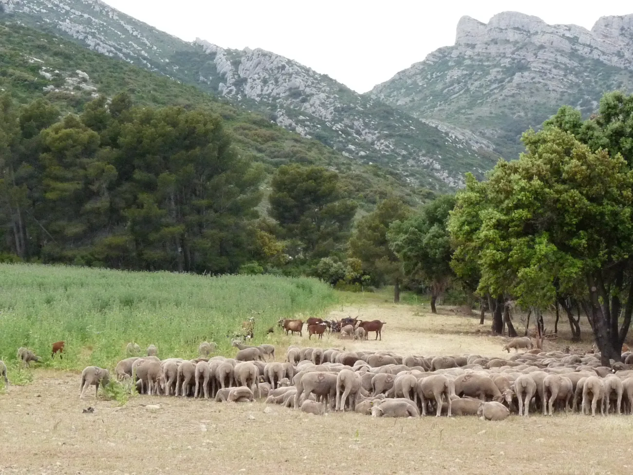 Pastoralisme Alpilles