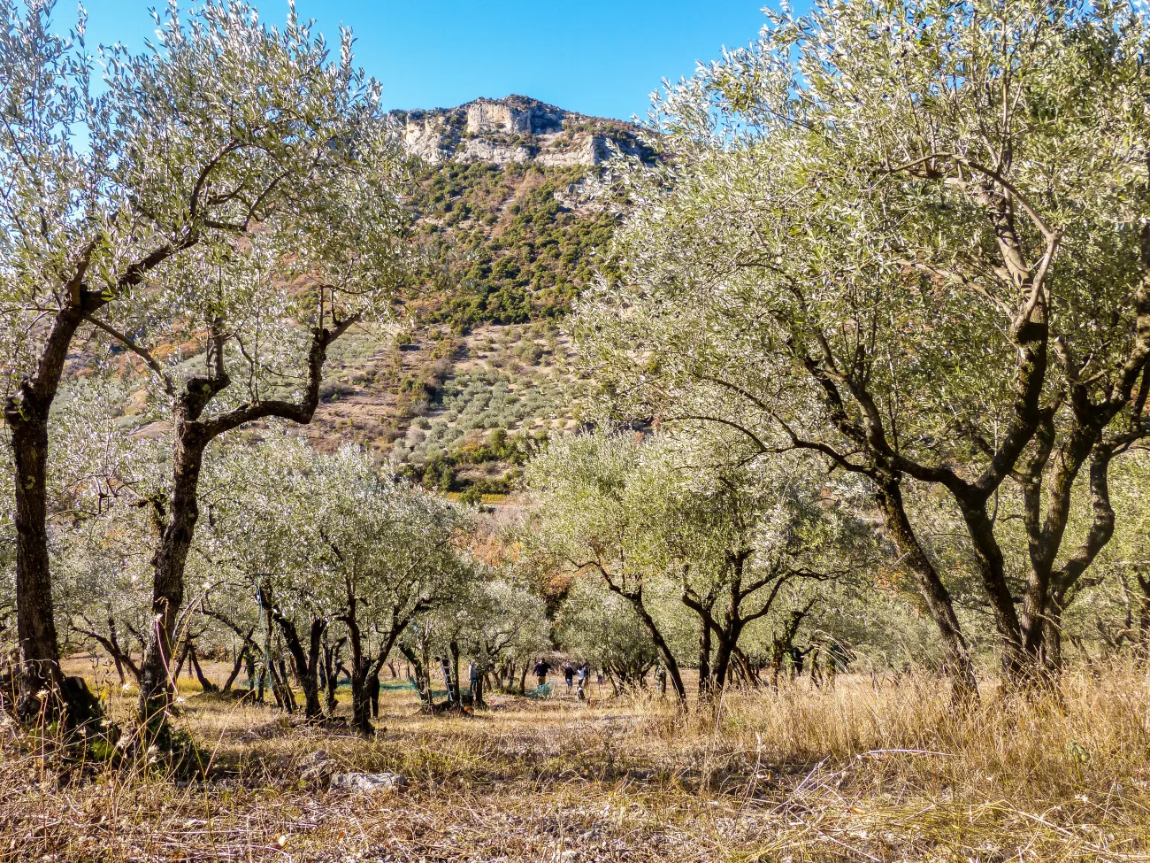 Baronnies provençales - oliveraie