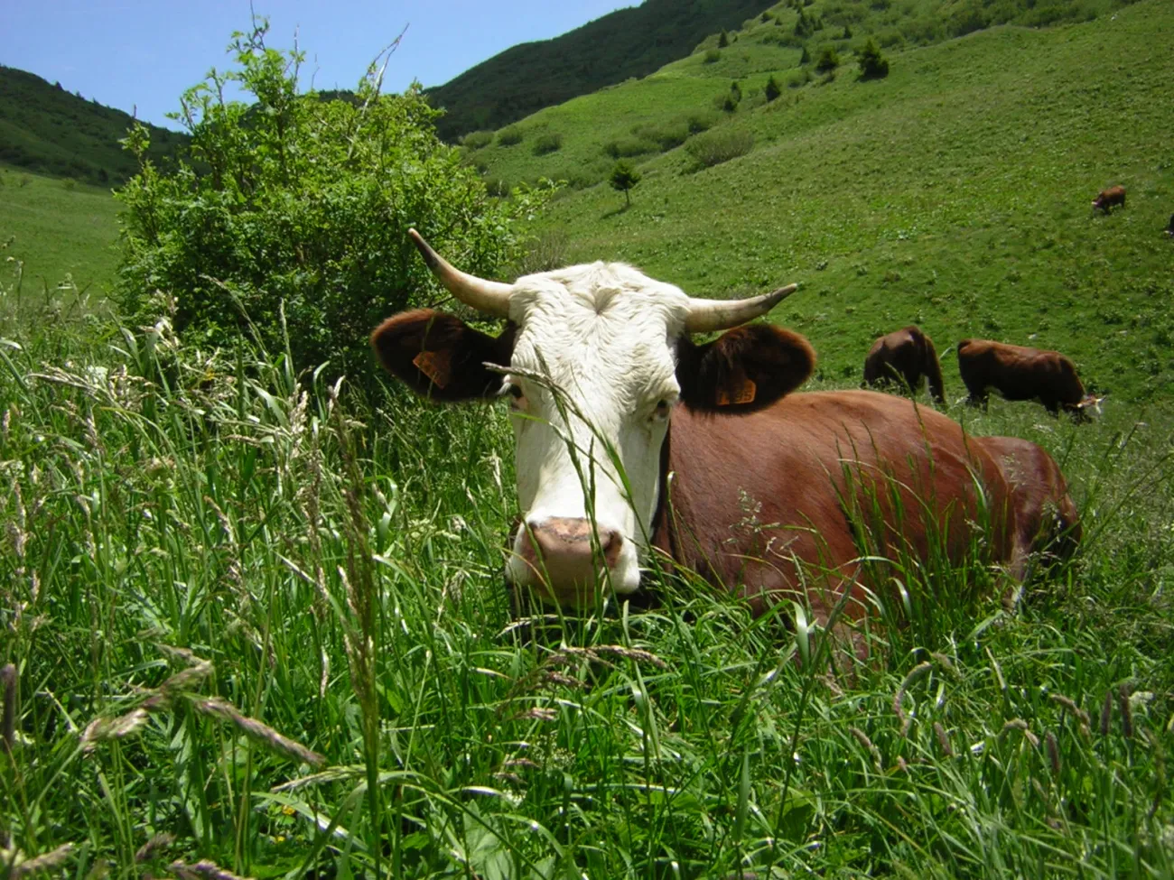 Le repos d'une vache de race Abondance au coeur d'une prairie fleurie