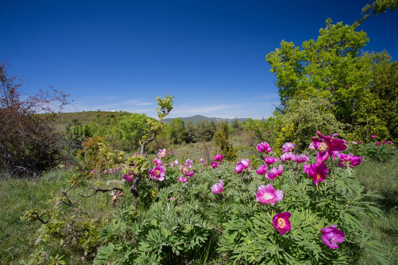 Pivoines sauvages