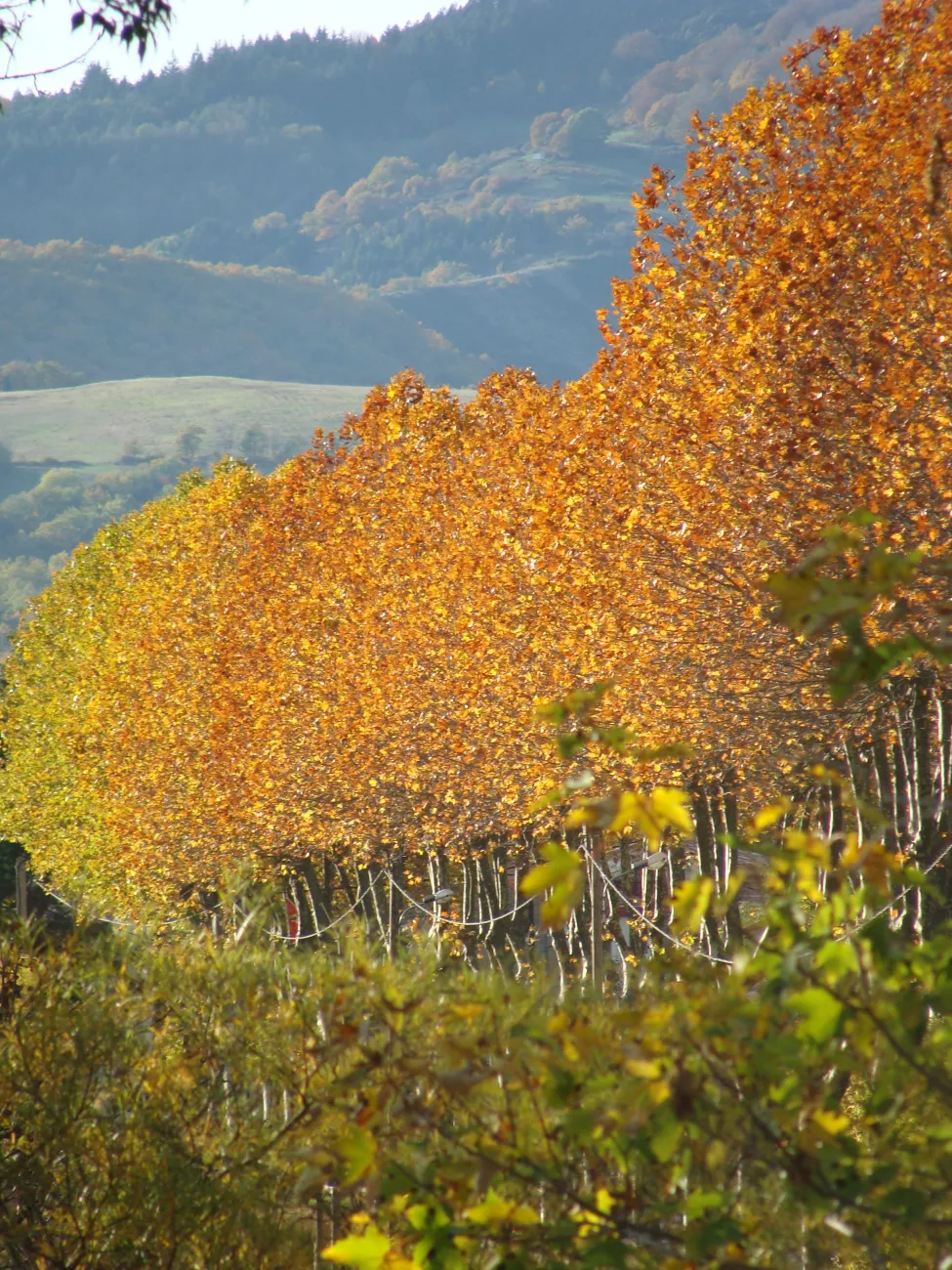 Paysage héraultais