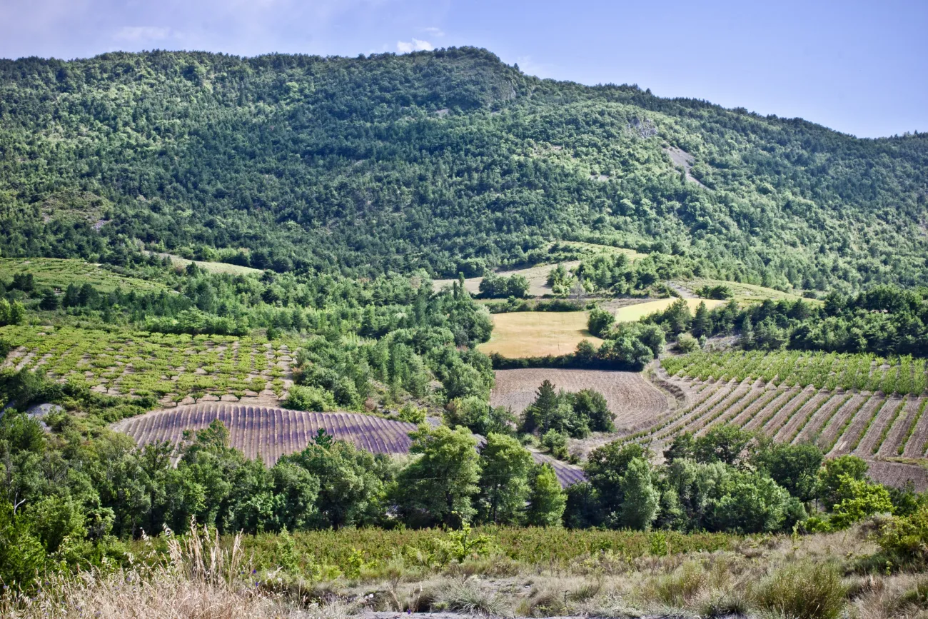 Paysage agricole