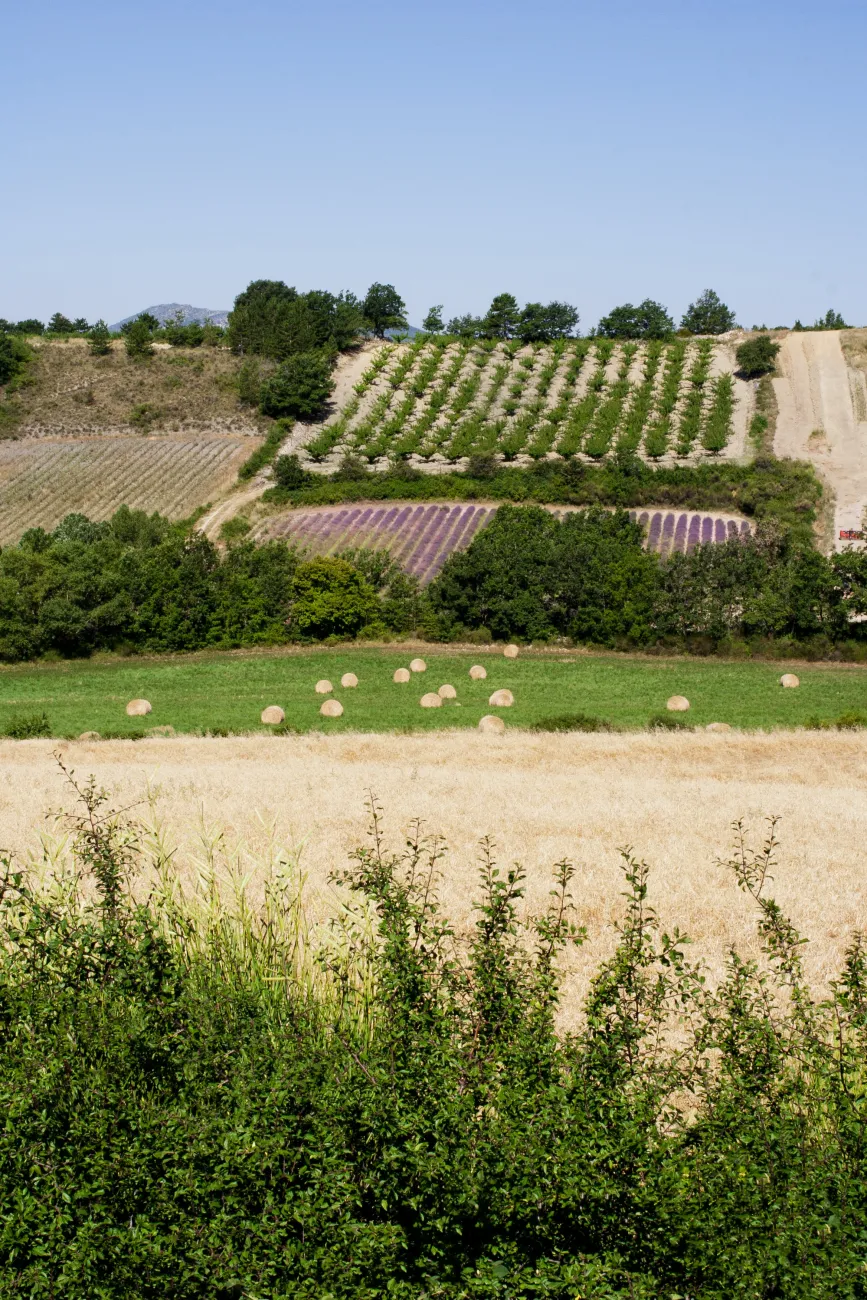 Paysage agricole