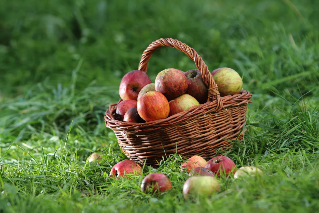 Pommes du Parc des Pyrénées Ariégeoises