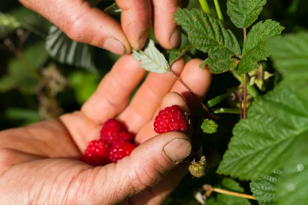 Framboises du Parc des Pyrénées Ariégeoises