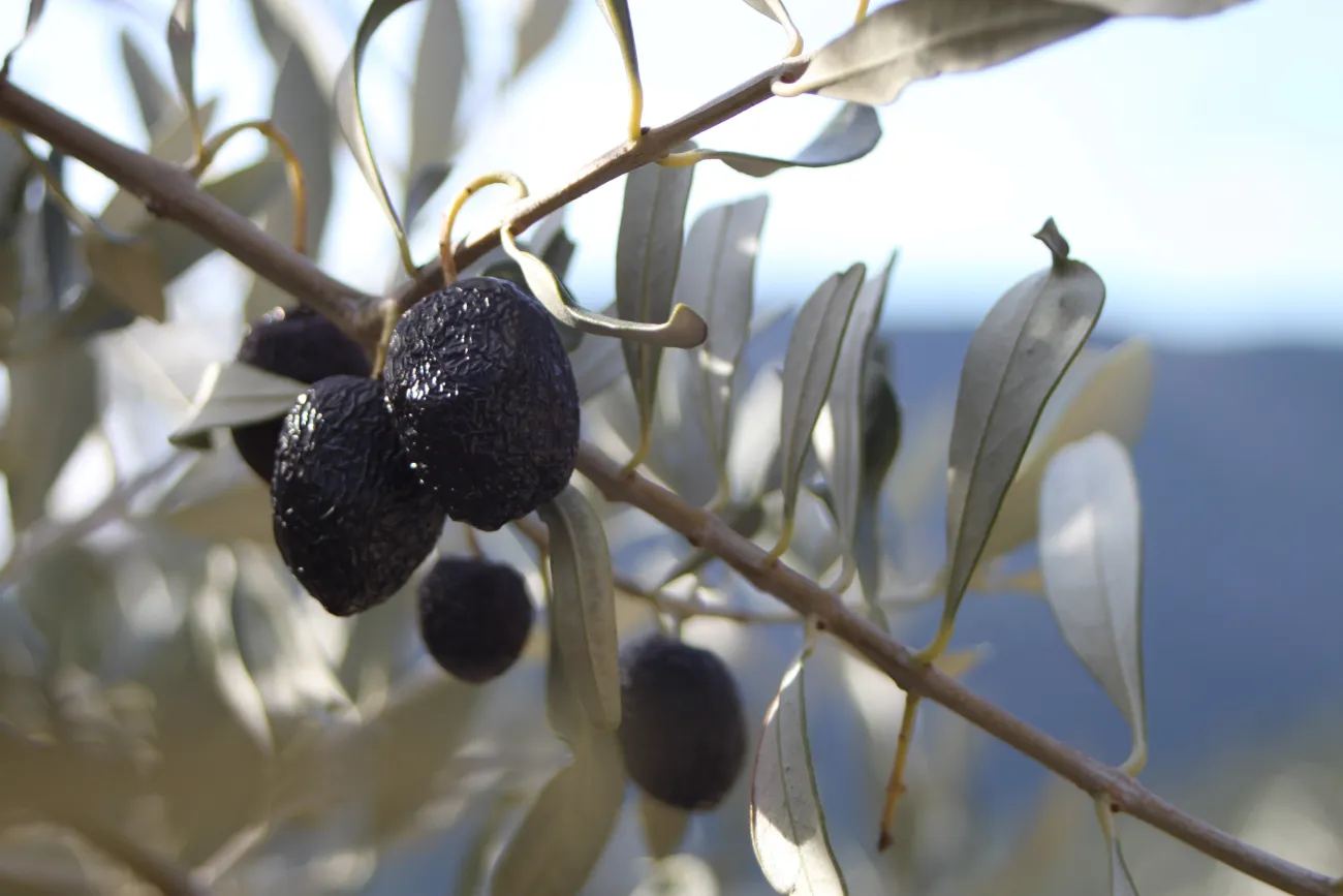 Olive de Nyons et des Baronnies, la Tanche