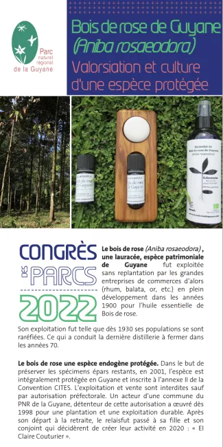 Bois de rose de Guyane, valorisation et culture