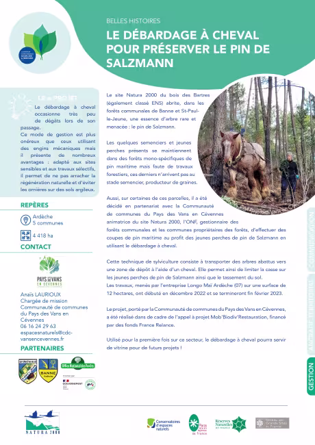 Le débardage à cheval pour préserver le pin de Salzmann  