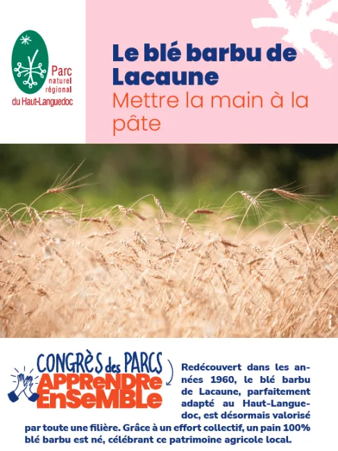 Haut-Languedoc : le blé barbu de Lacaune, mettre la main à la pâte