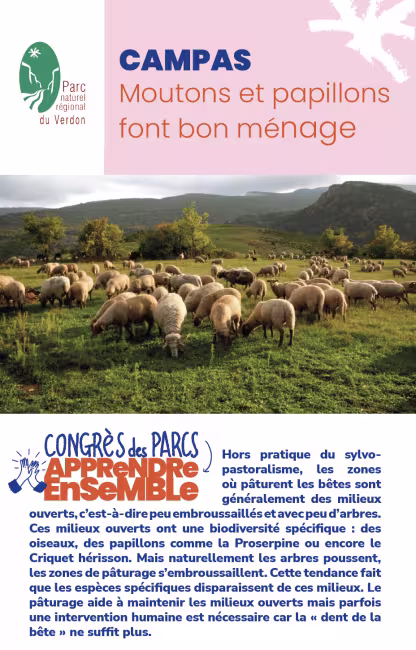 Verdon : CAMPAS, Moutons et papillons font bon ménage