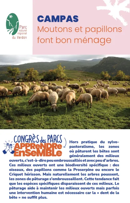 Verdon : CAMPAS, Moutons et papillons font bon ménage