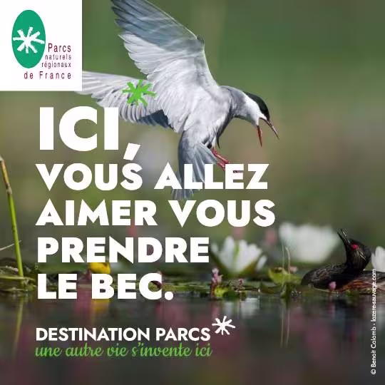 « ICI, vous allez aimer… » La nouvelle campagne de communication inspirante des Parcs naturels régionaux
