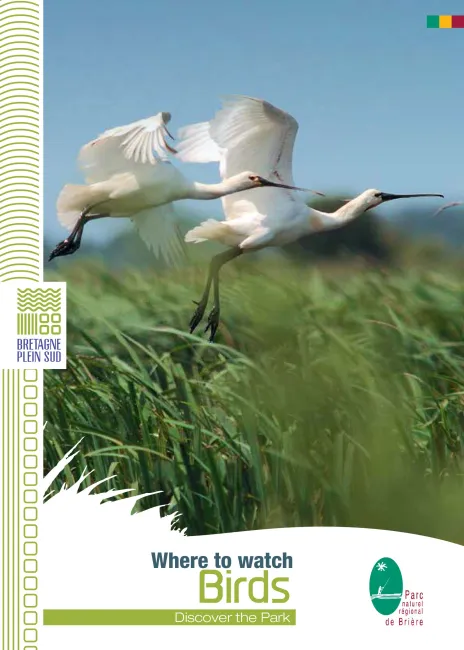 Where to watch Birds