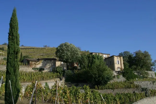Château-Grillet - vignoble AOP © Florence COSTE / Parc naturel régional du Pilat