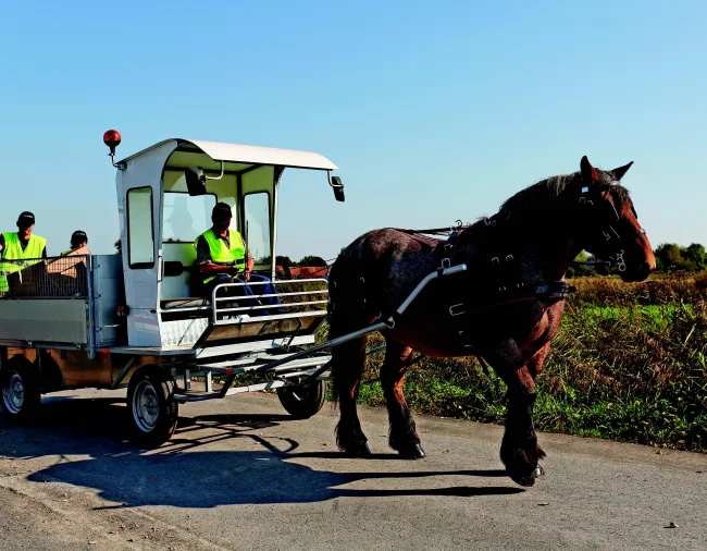 Cheval Trait du Nord  : l’essayer c’est l’adopter !