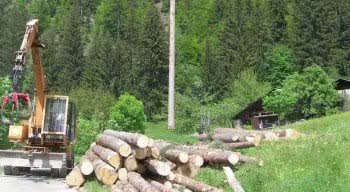 Gestion forestière