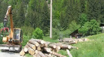 Gestion forestière