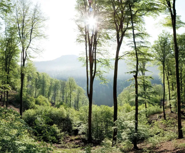 Des corridors pour une nature sans frontières