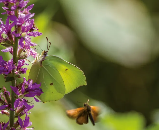 Des sanctuaires de nature dans des communes volontaires