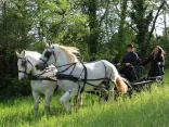 Attelage chevaux percherons