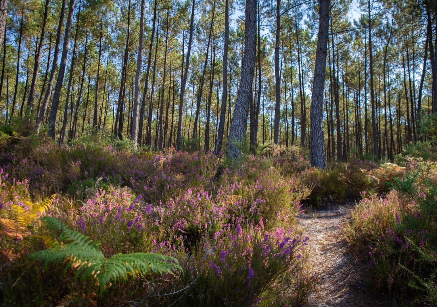 Parc naturel régional des Landes de Gascogne