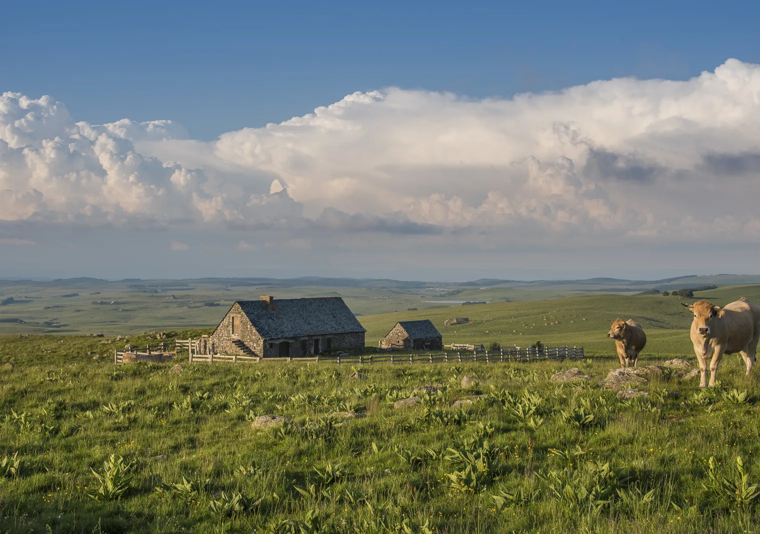 Parc naturel régional de l'Aubrac