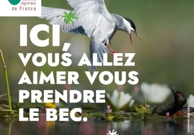 « ICI, vous allez aimer… » La nouvelle campagne de communication inspirante des Parcs naturels régionaux