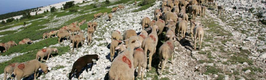Troupeau ovin en estive - sommet Ventoux