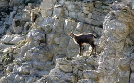 Chamois - face nord Ventoux