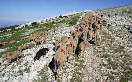 Troupeau ovin en estive - sommet Ventoux