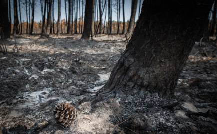 Forêt incendiée, l'espoir est dans la pigne. - PNR Landes de Gascogne