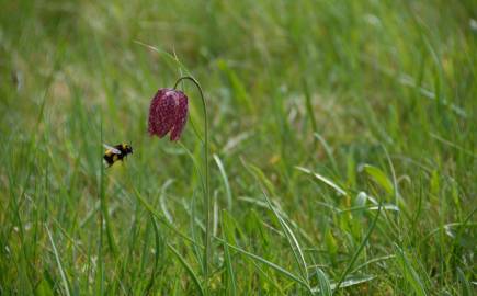 Fritillaire pintade © Guillaume Amirault
