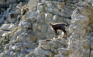 Chamois - face nord Ventoux