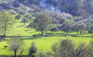 paysage agroforesterie
