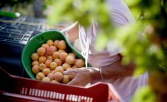 Abricots