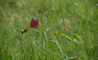 Fritillaire pintade © Guillaume Amirault