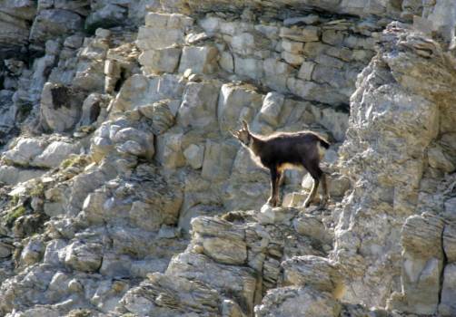 Chamois - face nord Ventoux