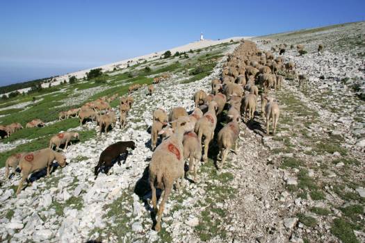 Troupeau ovin en estive - sommet Ventoux