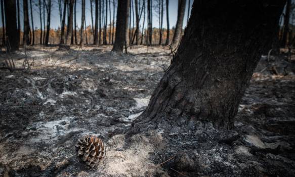 Forêt incendiée, l'espoir est dans la pigne. - PNR Landes de Gascogne