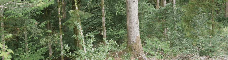 Photo de forêt