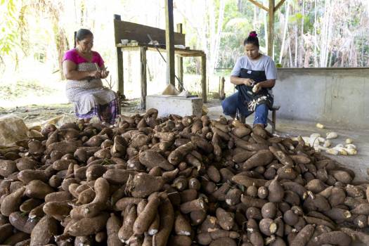 Manioc