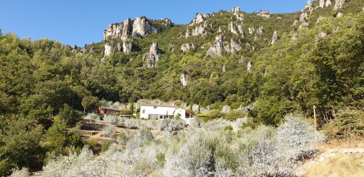 Olives en Provence - PNR Sainte-Baume