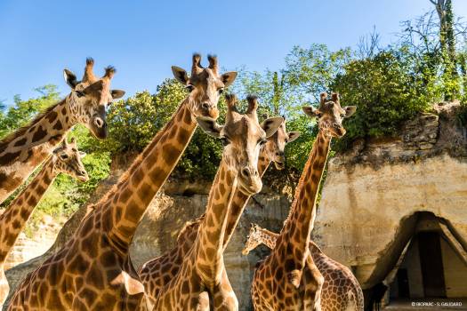 Bioparc PNR Loire Anjou Touraine©S Gaudard