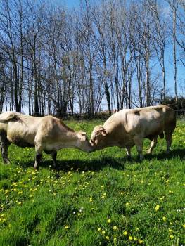 © GAEC de Ladrech