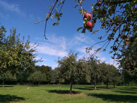 Jus de pomme bio Marque Valeurs Parc naturel régional de l'Avesnois