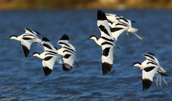 Avocettes élégantes en vol - Aurélien Audevard