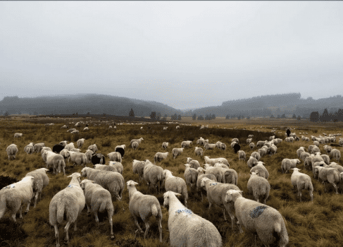 Brebis limousines en tourbière