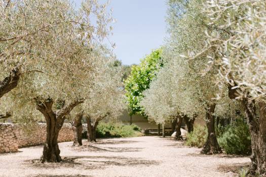 Domaine La Pierre Blanche - Alpilles