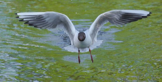 Entre Alpilles, Crau et Camargue, initiation aux oiseaux d'hiver - Escursia