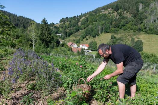 Les herbes du Valtin © Benoit Facchi / PNRBV